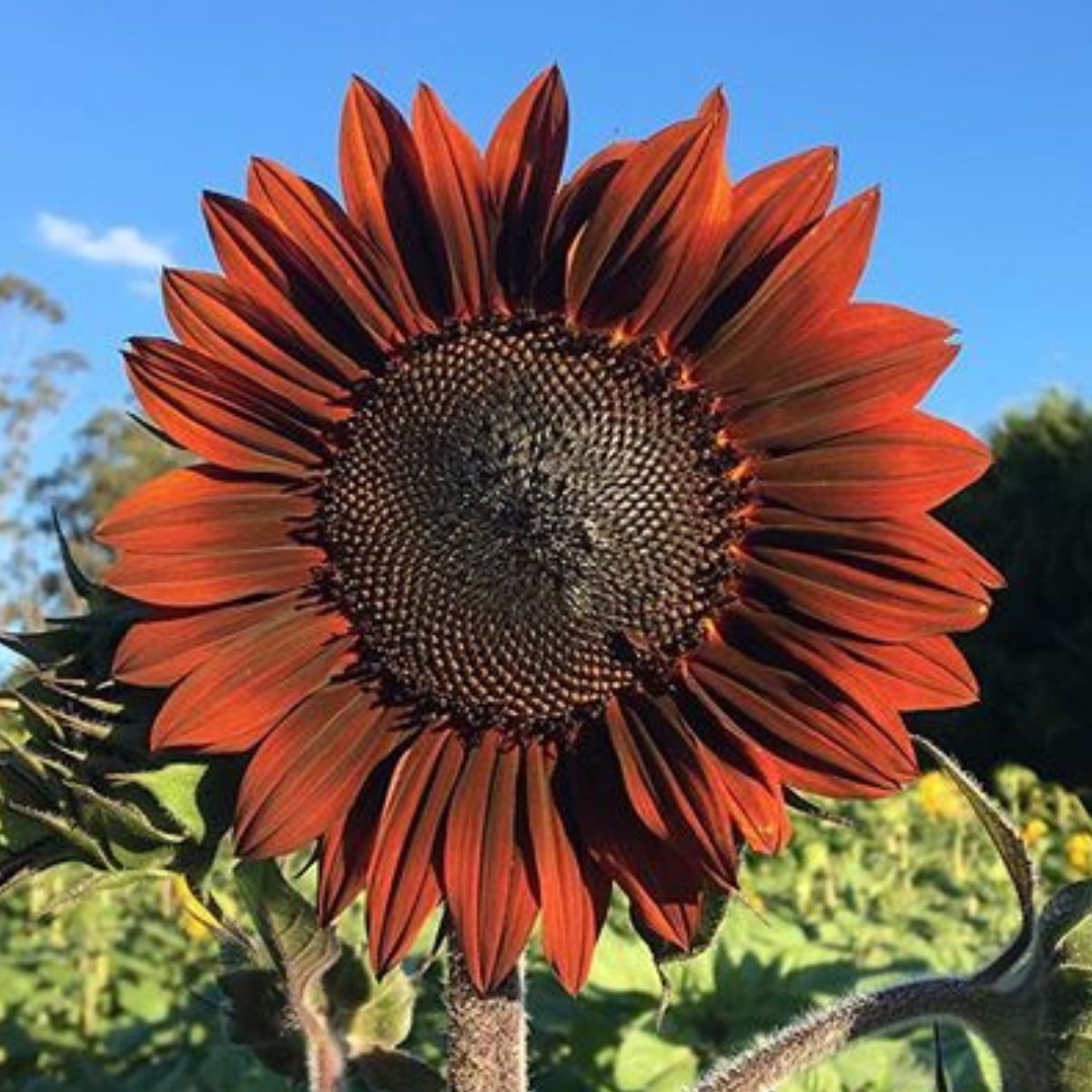 Sunflower- Garnet F1